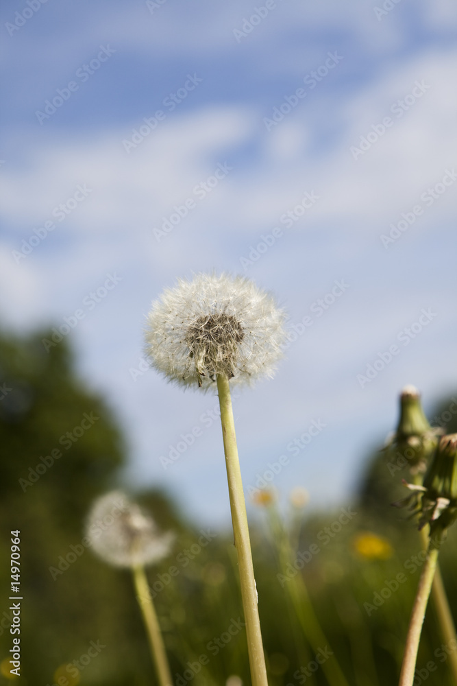 Close up of a dandelion