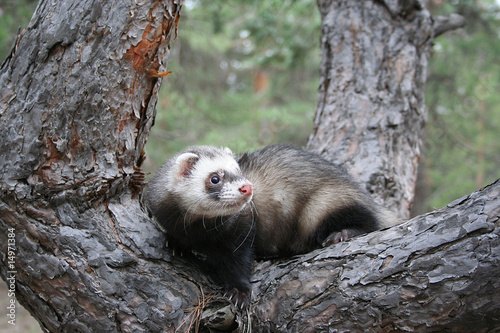 Ferret