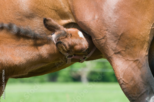 Drinking Milk