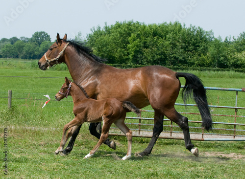 Running horses