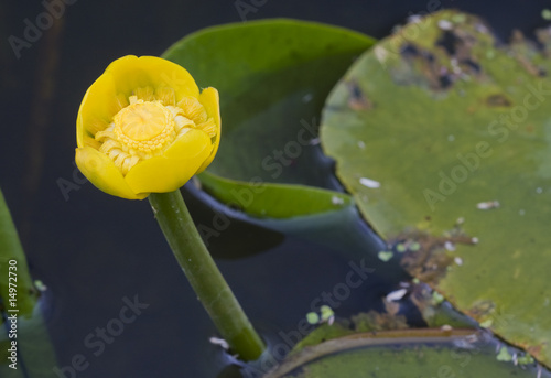 Brandy Bottle Water Lily photo