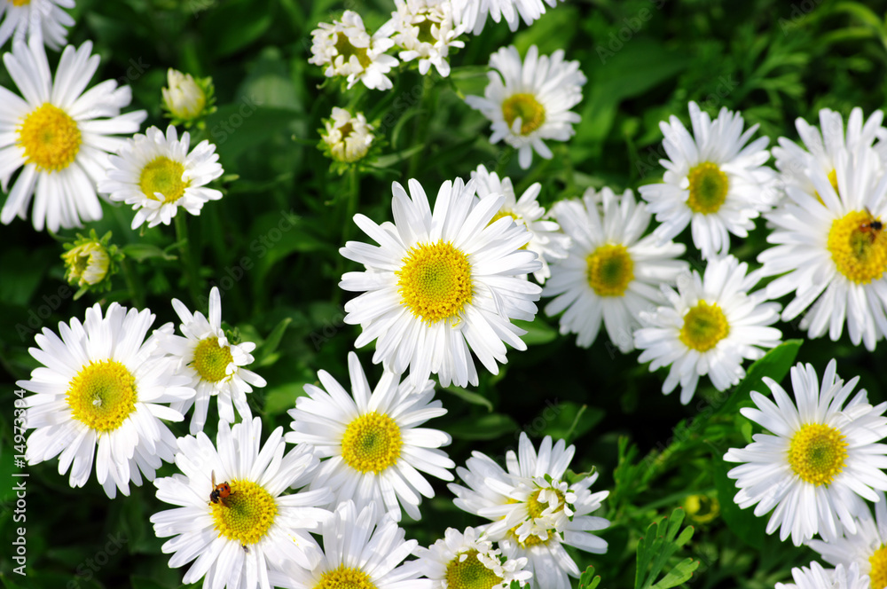 Obraz premium white beautifuls chamomiles