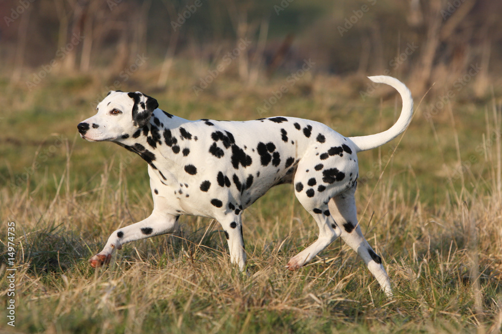 dalmatien adulte vu de profil marchant en campagne seul dalmatien adulte vu de profil marchant en campagne seul
