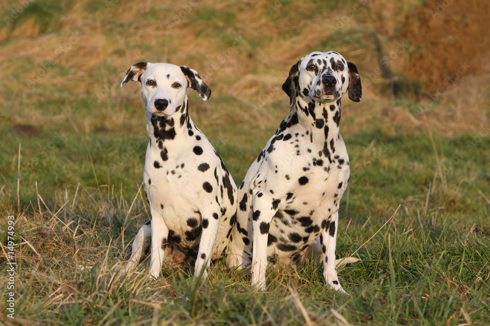 deux dalmatien adulte assis cote à cote en campagne