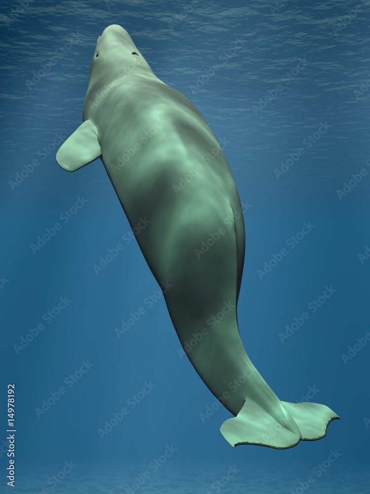 Naklejka premium Beluga - Weisser Wal