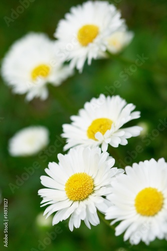 field of daisies