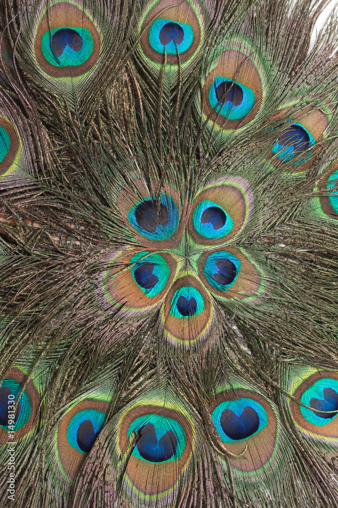 Obraz premium Background the peacock