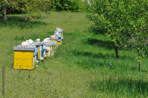 bee home at meadow