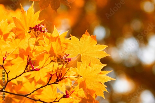 Autumn  yellow leaves