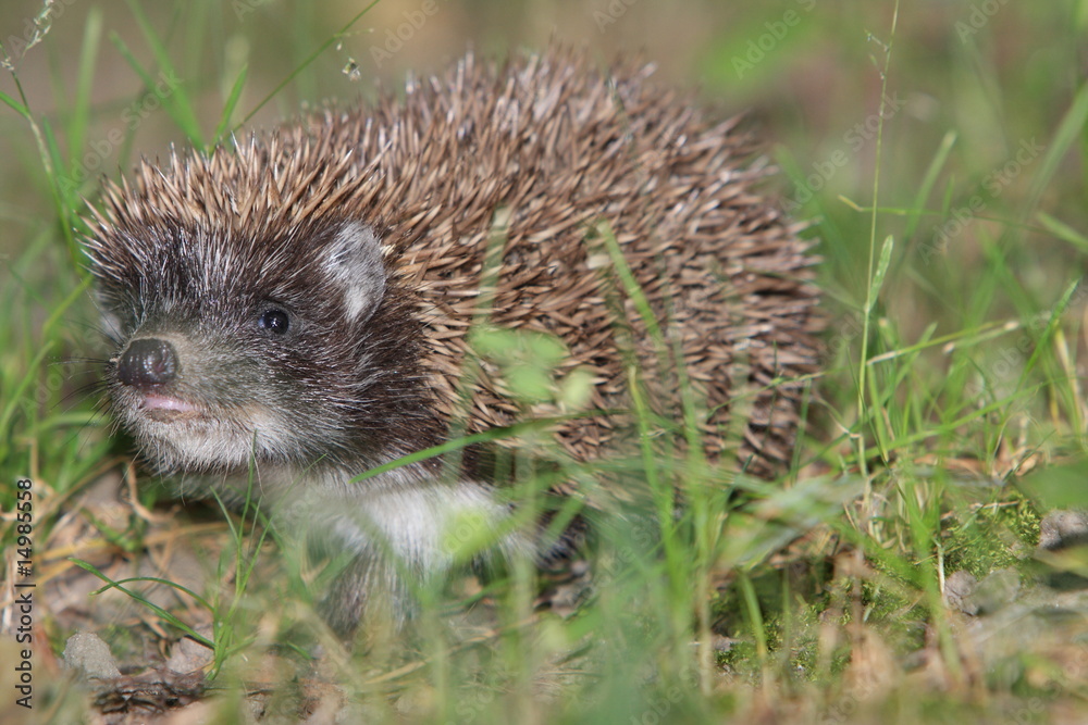 Naklejka premium Jeż # 1