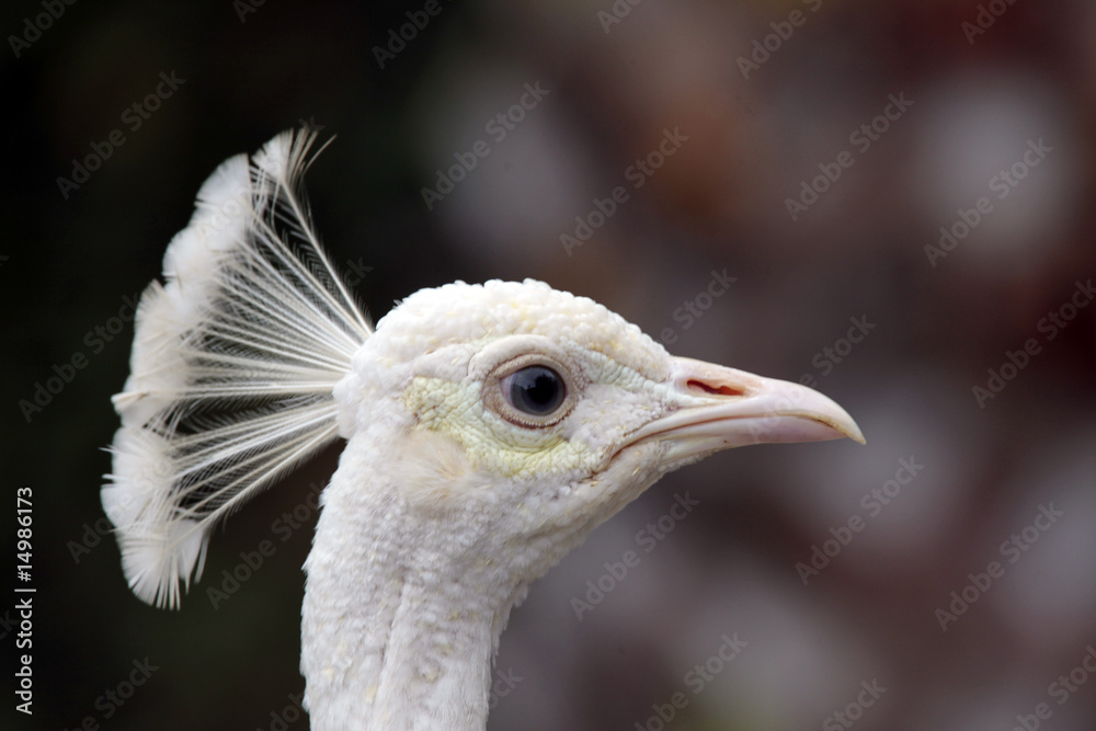 Obraz premium Paon - Peacock