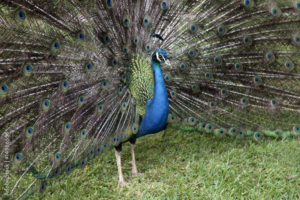 Obraz premium Paon - Peacock