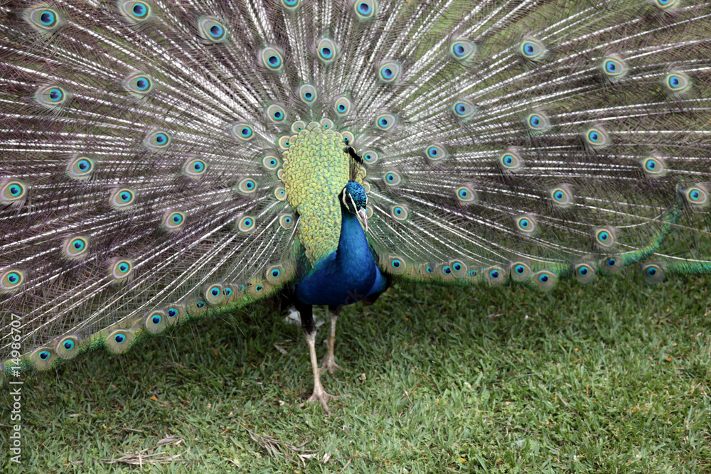 Obraz premium Paon - Peacock