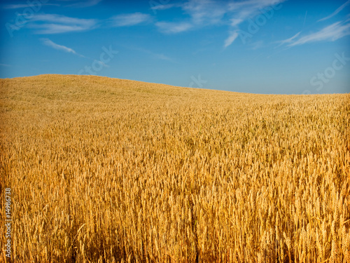 wheat field