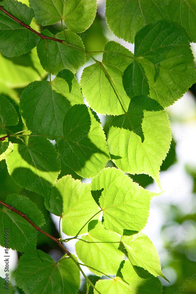 Obraz premium birch leaves