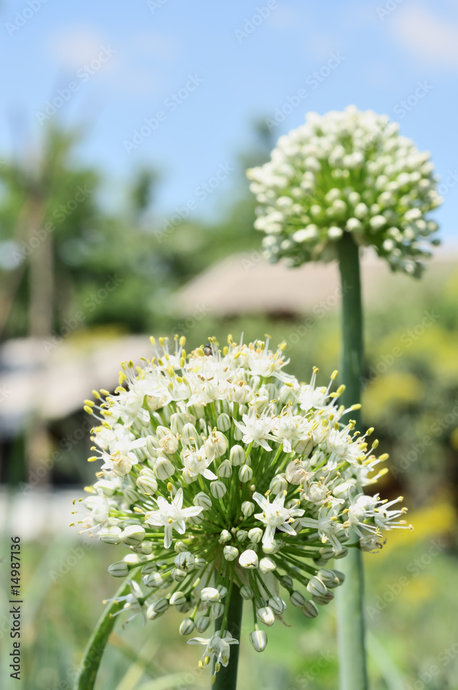 Fototapeta premium Onion flower