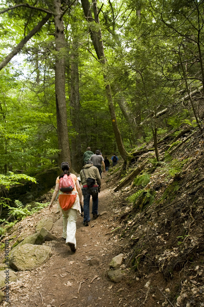Hikers on a Trail in Forest