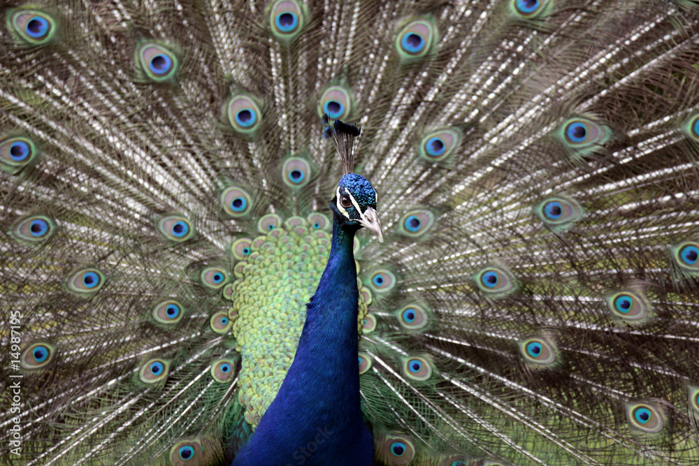 Obraz premium Paon - Peacock