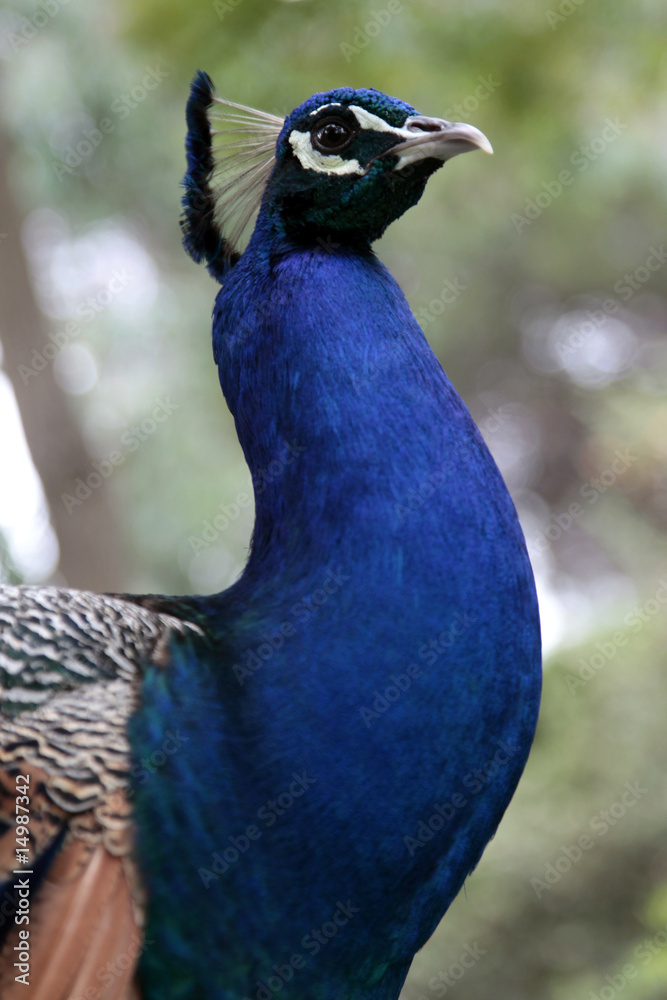 Fototapeta premium Paon - Peacock