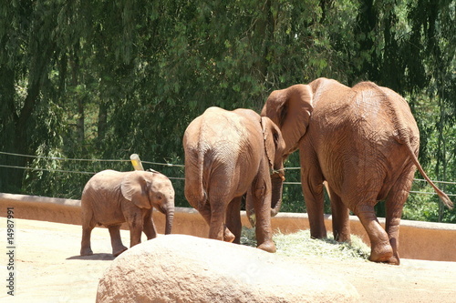 Photography Elephants
