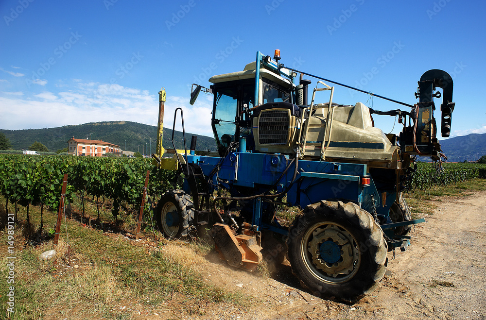 Fototapeta premium viti basse