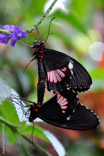 Two Mating Butterflies photo