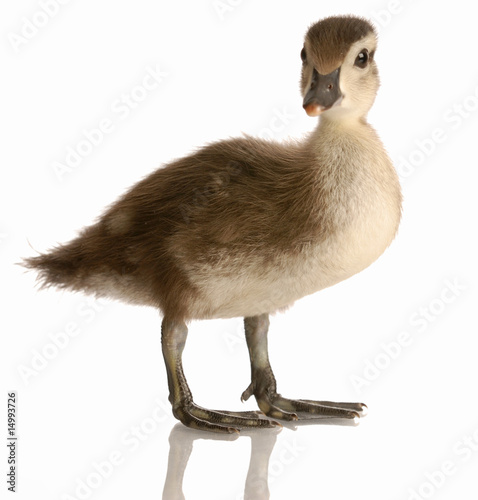 baby mallard duck isolated on white background.. photo