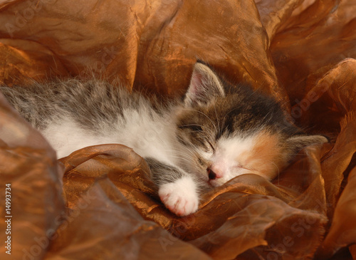 Εκτύπωση καμβά orphaned three week old calico kitten sleeping