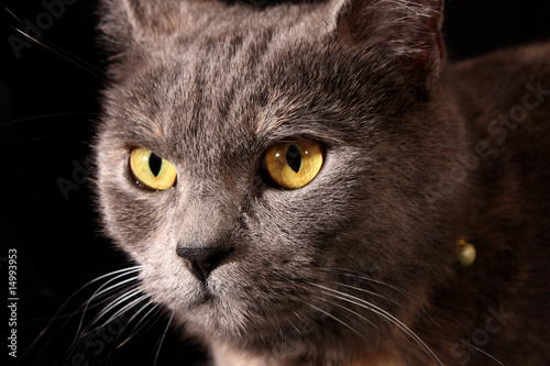 Fototapeta Naklejka Na Ścianę i Meble -  Cat portrait