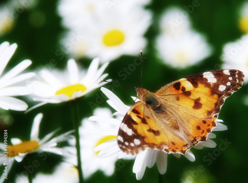 beautiful nature scene butterfly on daisy flower © malko