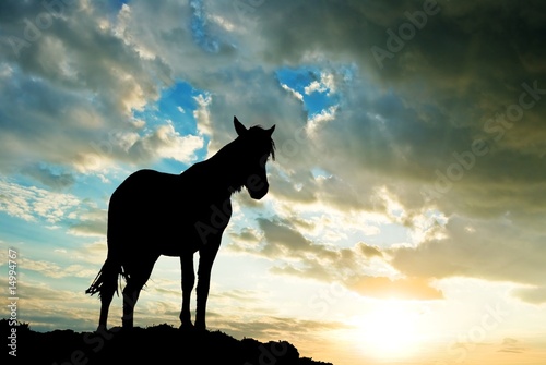 horse on a background sunset © Yuriy Kulik