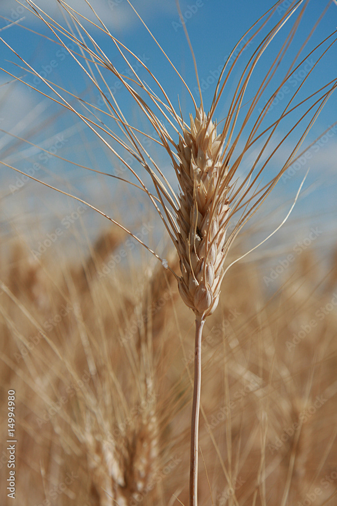 épi de blé