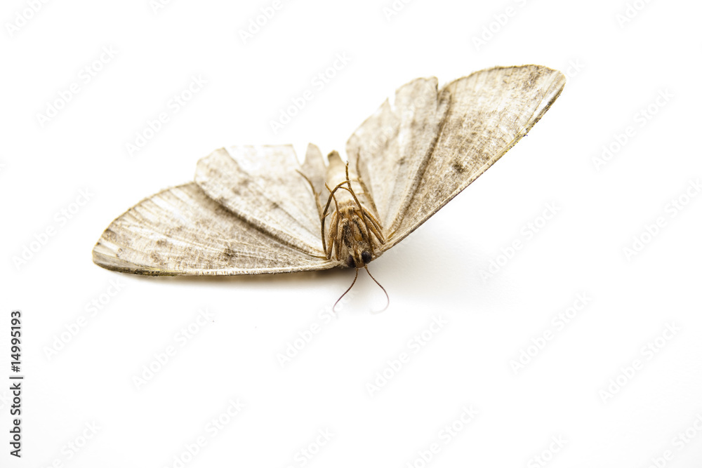 Fototapeta premium Tote Motte