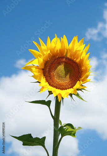 tournesol