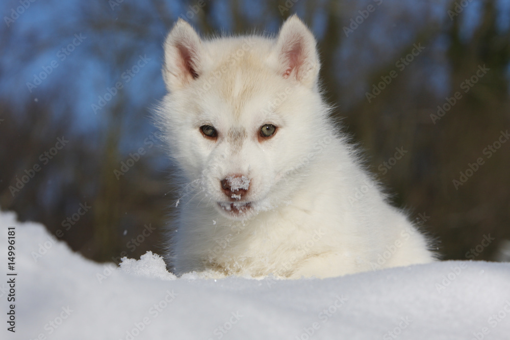 Naklejka premium portrait d'un chiot husky ayant de la neige sur la truffe