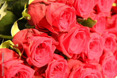 red bright roses
