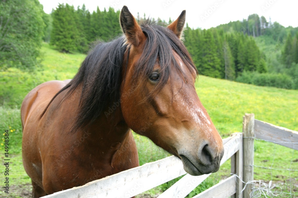 Naklejka premium Brązowy koń