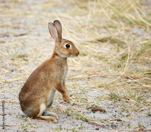 Wild rabbit on hind legs, alert.