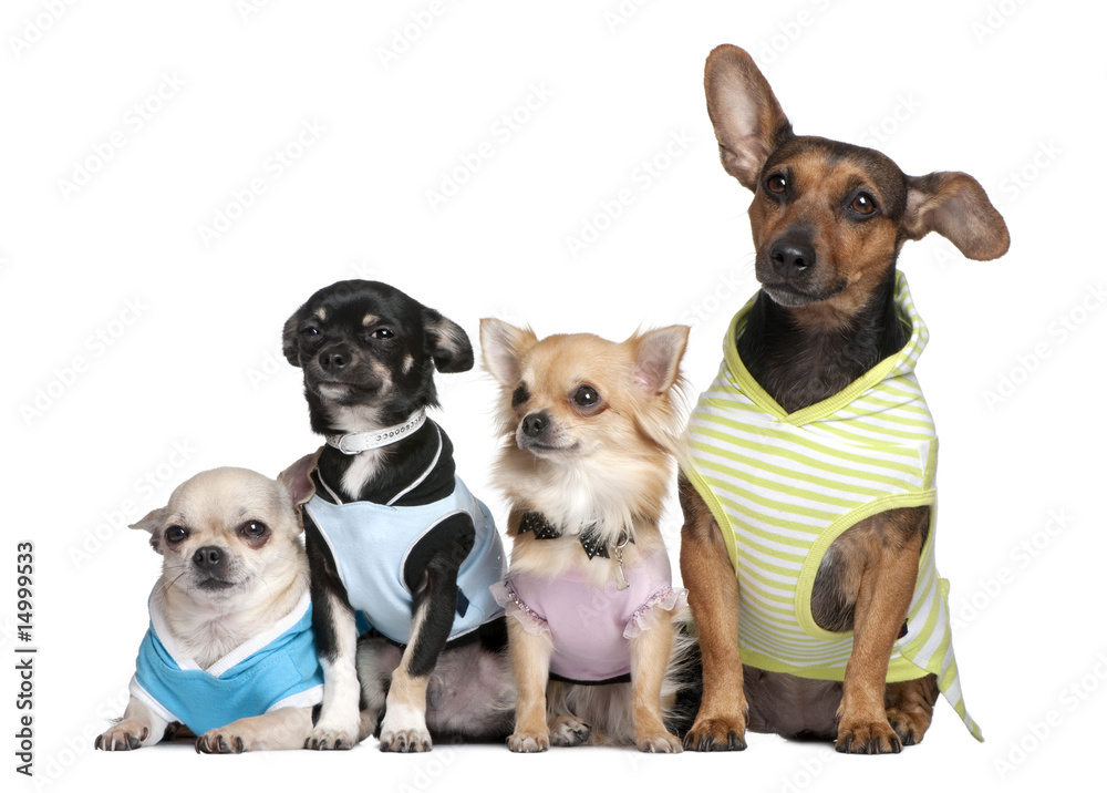 group of 4 dogs dressed-up