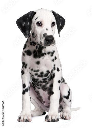 Dalmatian puppy © Eric Isselée
