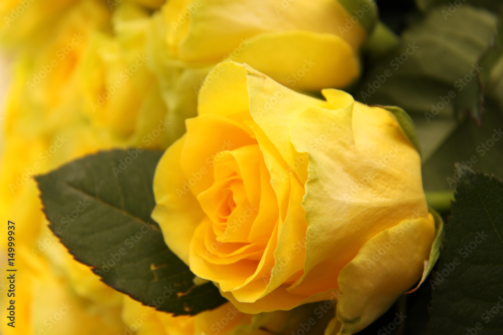 bright yellow roses bright yellow roses