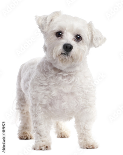 maltese dog (7 years old)