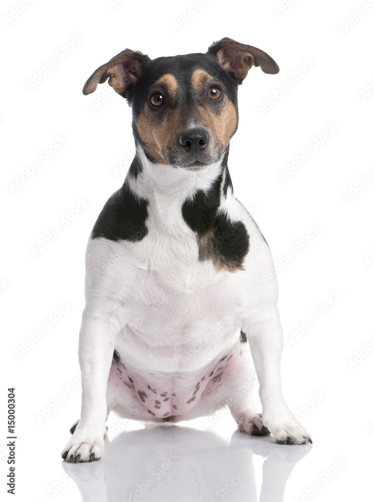 brown, black and white Jack russell sitting (2 years old)