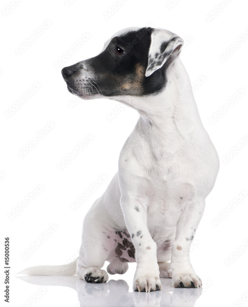 Jack russell puppy (8 months) Jack russell puppy (8 months)