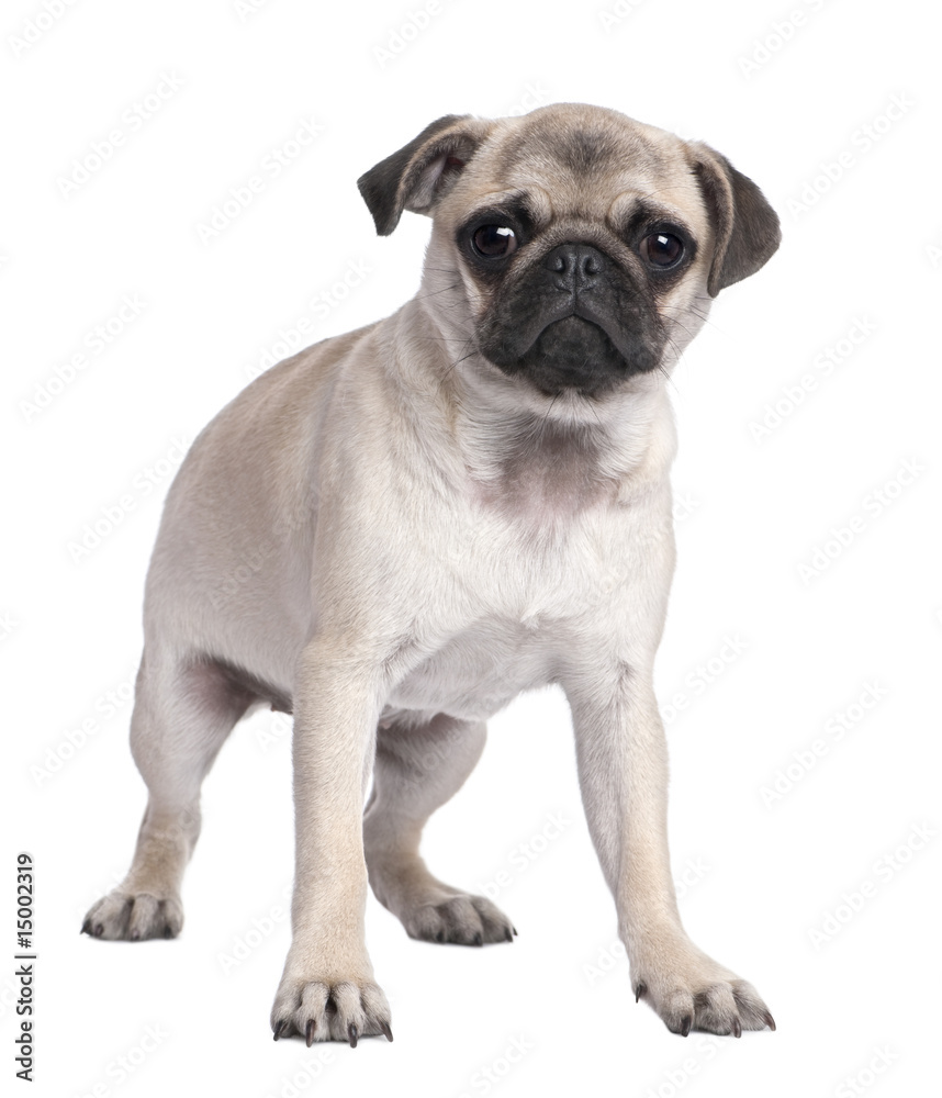 pug puppy (5 months old) pug puppy (5 months old)