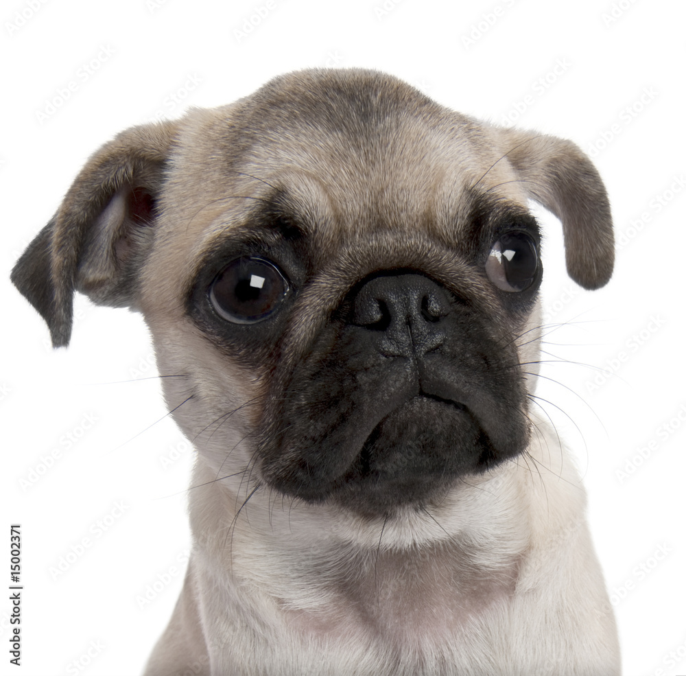 close-up on a pug puppy (5 months old)