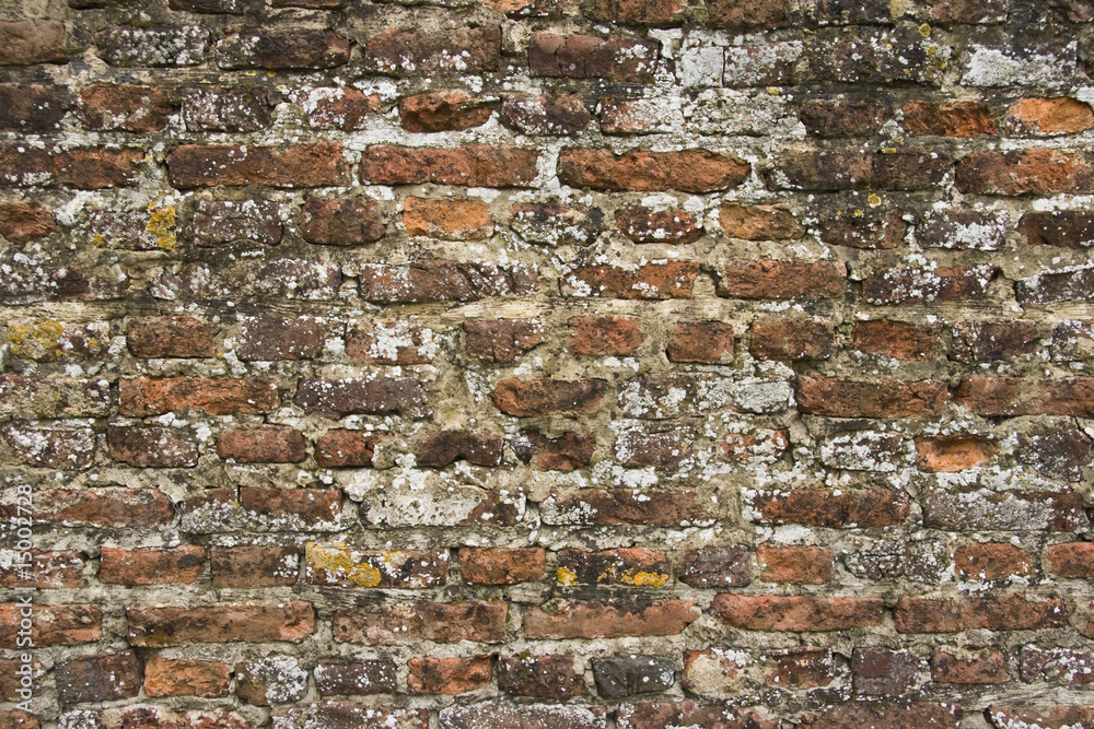 Part of 300 years old brick stone wall with lichens Part of 300 years old brick stone wall with lichens