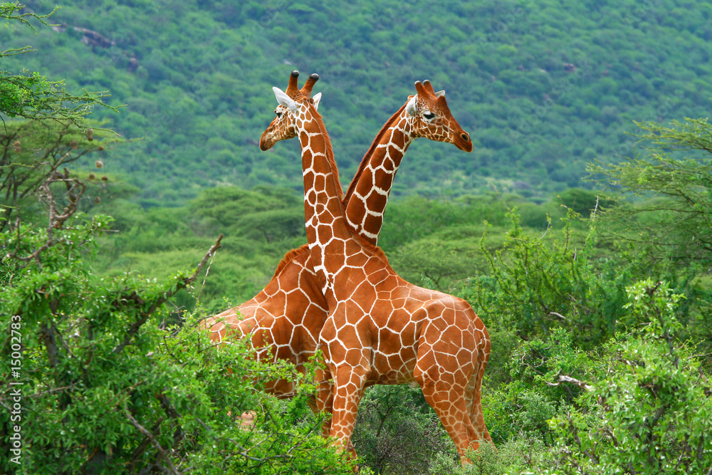 Obraz premium Walka dwóch żyraf