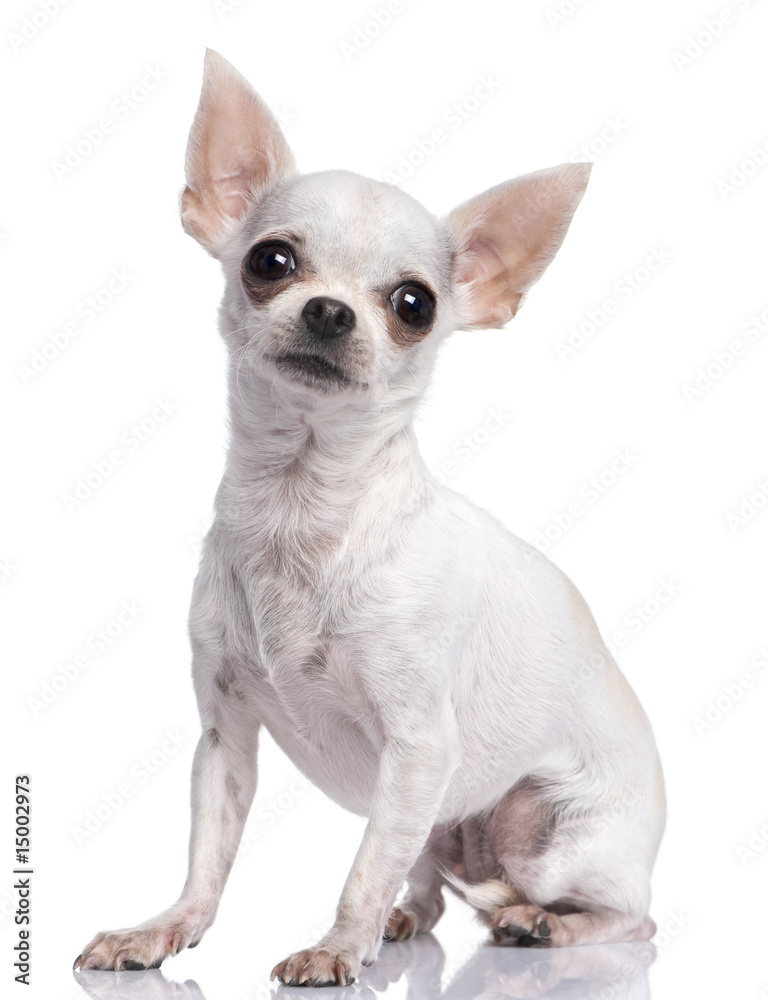 white chihuahua (3 years old)