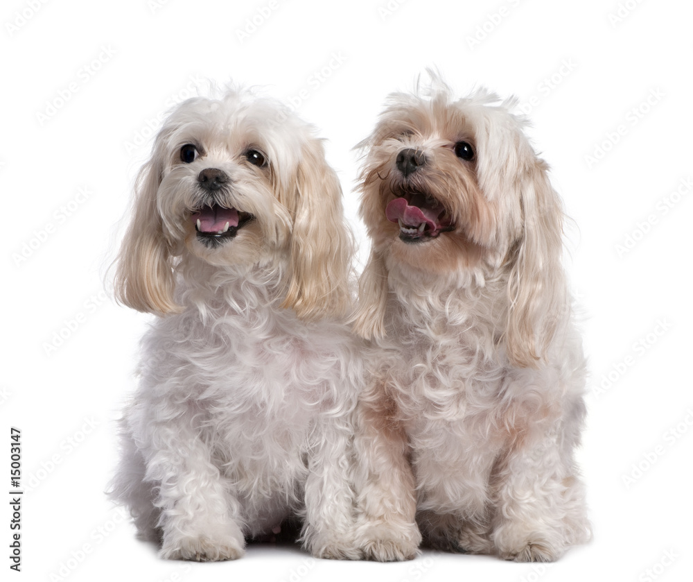 two maltese dog sitting and panting (11 years old)